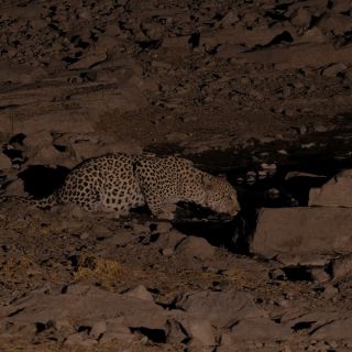 Chargement...