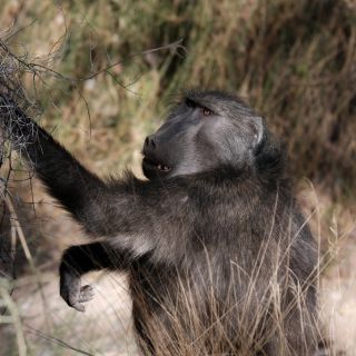 Chargement...